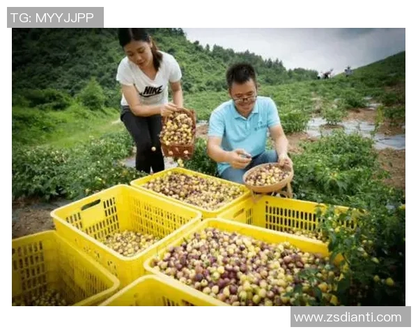 京东与冈山绿鸡的较量：电商巨头如何影响地方特色农产品的发展