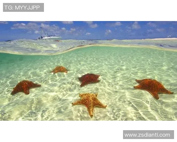 布莱克尼的奇幻之旅探索未知世界的神秘与美丽