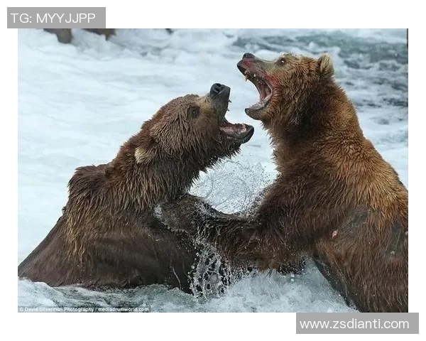 灰熊与掘金精彩对决直播全程回顾与赛后分析